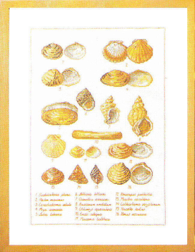 Embroidery Kit Seashells 41 x 56 cm / 16.14 x 22.05 in 5676
